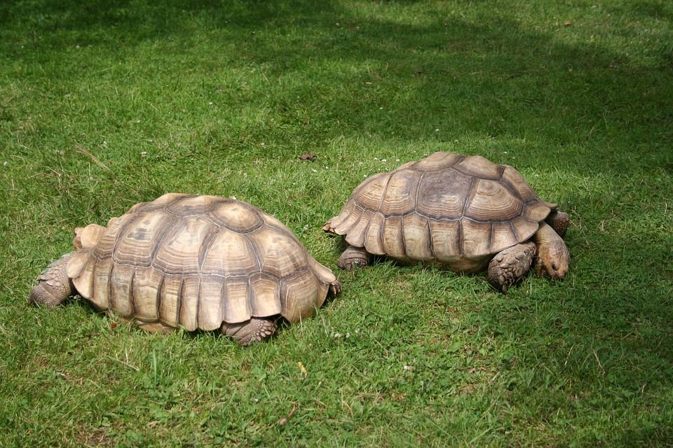 tartarughe giganti a confronto